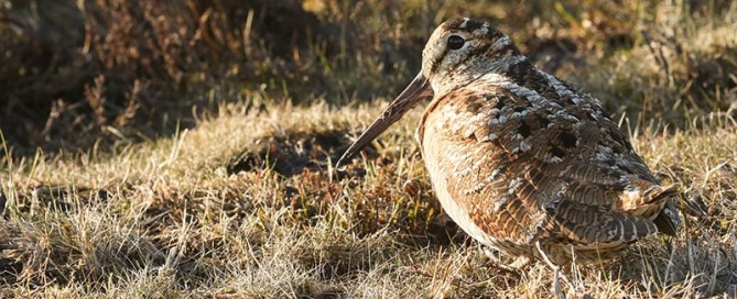 la caccia alla beccaccia in Bulgaria