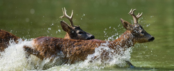 caccia al capriolo scozia Montefeltro viaggi di caccia