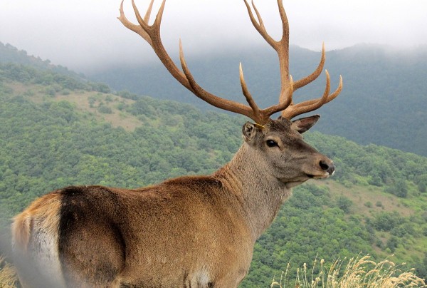 cacciatore-caccia-al-cervo-maral-ibex-kazakista.Montefeltro-viaggi-di-caccia maral Montefeltro viaggi di caccia
