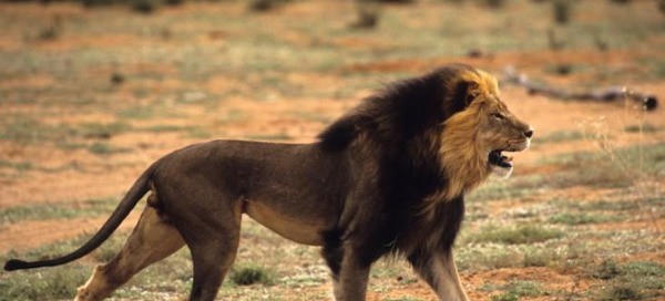 caccia al leone in tanzania