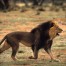 caccia al leone in tanzania