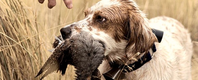 caccia alle starne col cane montefeltro