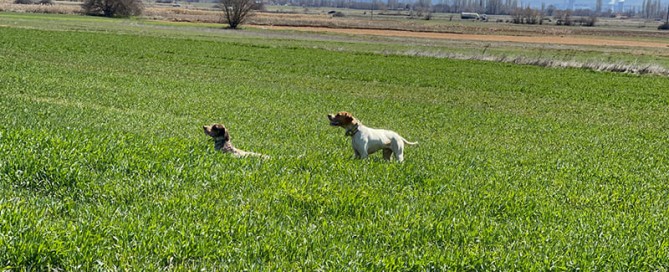 caccia col cane da ferma in Macedonia
