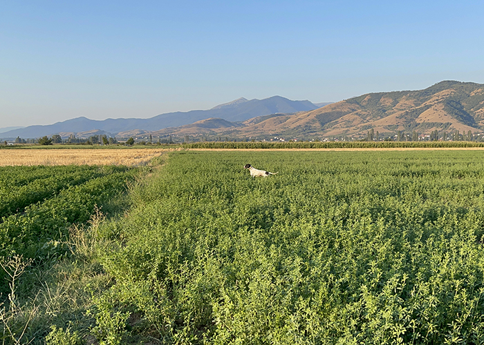 caccia in Macedonia col cane da ferma