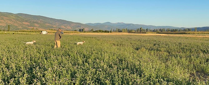 Caccia alla migratoria estiva in Macedonia