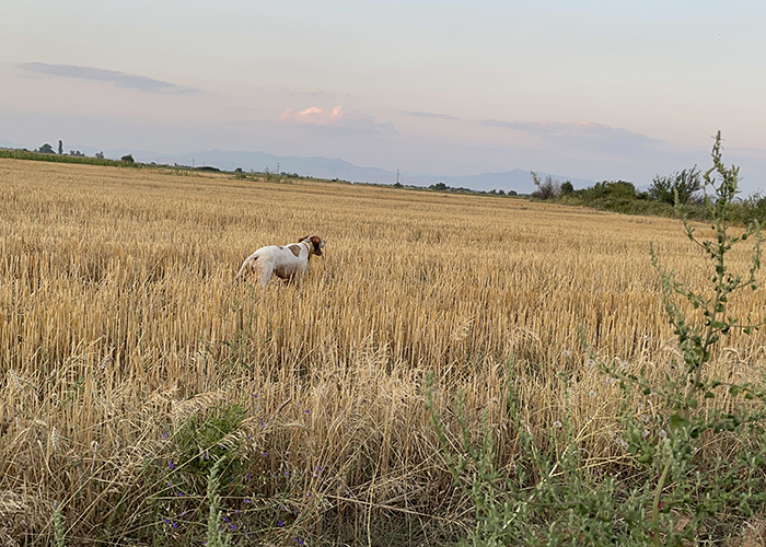 la caccia in Macedonia col cane da ferma