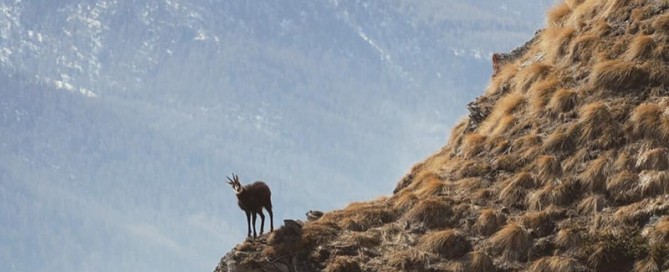 la caccia al camoscio
