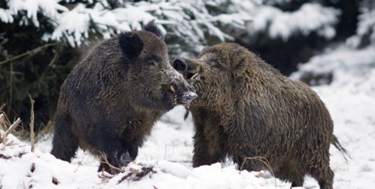 caccia al cinghiale