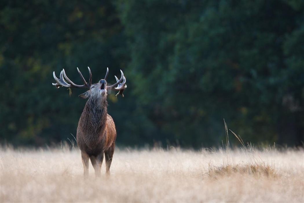 caccia cervo bulgaria cinghiale daino Montefeltro viaggi caccia