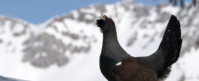 a caccia del gallo cedrone