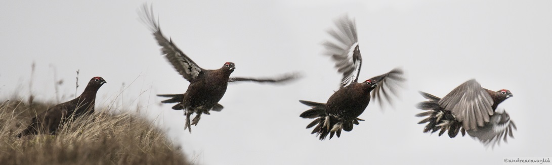 red grouse scozia