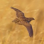 Caccia alla quaglia in romania Montefeltro