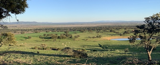 caccia a colombacci in spagna