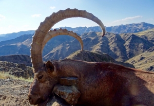 ibex cacciatore caccia al cervo kazakistan ibex Montefeltro viaggi di caccia