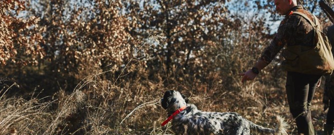 riapre la stagione di caccia col cane montefeltro