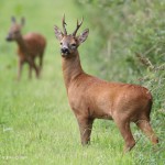 caccia al capriolo in scozia Montefeltro