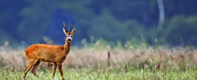 caccia al capriolo Scozia Montefeltro