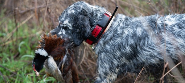 come preparare i cani da caccia alla stagione