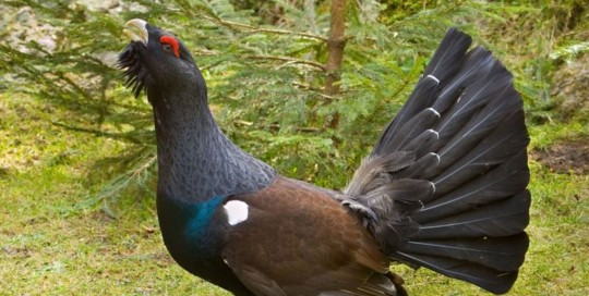 caccia al gallo cedrone