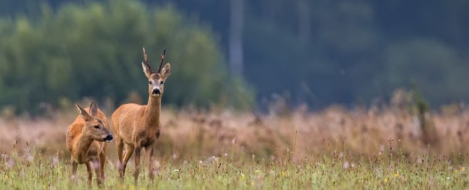 caccia al capriolo ungheria apertura piersch Montefeltro