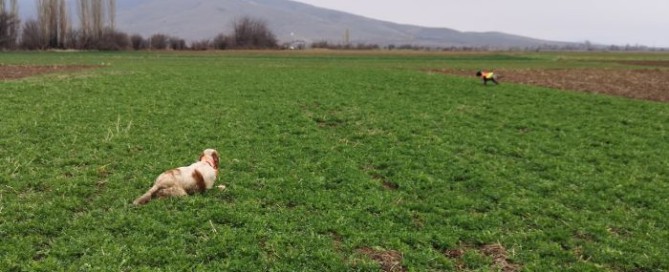 arte dell'addestramento in macedonia