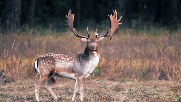 Caccia al daino con Montefeltro