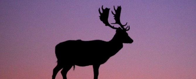 La caccia al daino nella riserva Alta Val Borbera