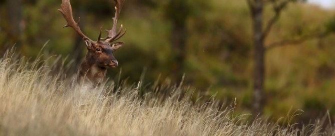 Caccia al daino sull’appennino piemontese