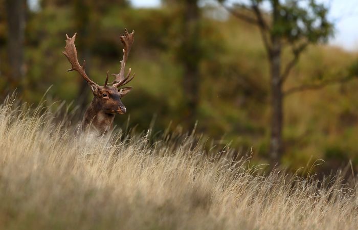 Caccia al daino sull’appennino piemontese Caccia al daino sull’appennino piemontese