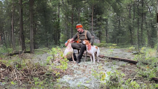 Setter inglesi a caccia di beccacce