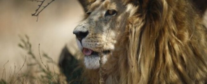 caccia in Africa