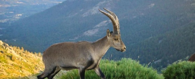Caccia in Spagna il grande slam agli ibex