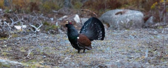 Caccia al gallo cedrone in Bulgaria