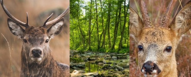 Caccia al cervo e capriolo in Croazia