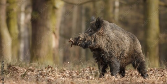 Caccia al cinghiale in slovenia