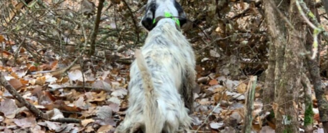 viaggi di caccia con il cane