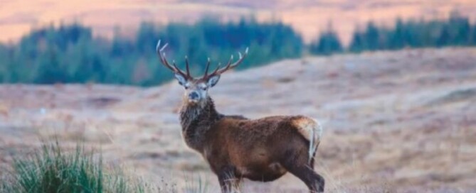 caccia-al-cervo-in-scozia-the-monarch-of-the-Glen