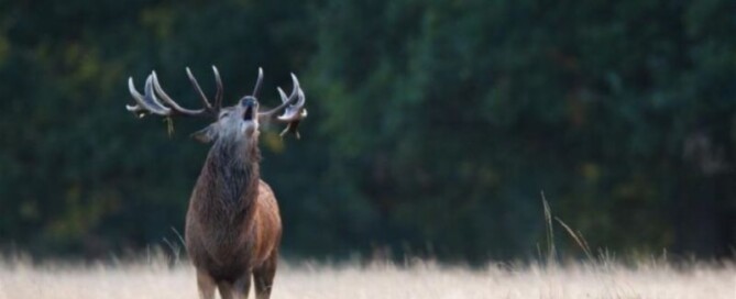 caccia cervo bulgaria cinghiale daino Montefeltro viaggi caccia