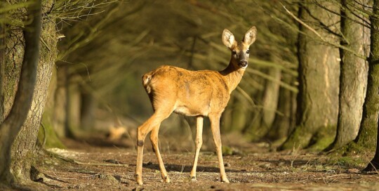 caccia al capriolo in slovenia