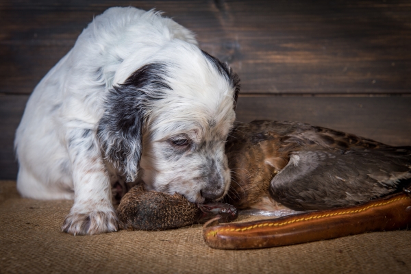 cucciolo-setter-inglese-caccia