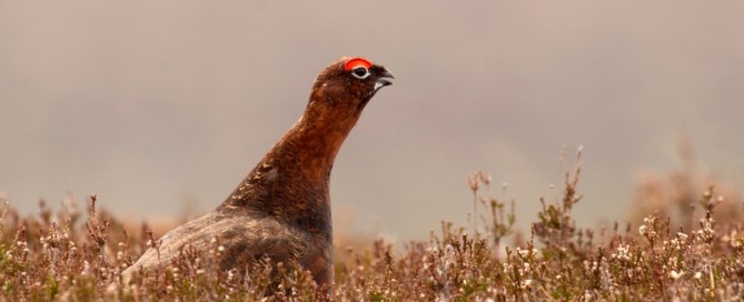 red grouse scozia pernice rossa