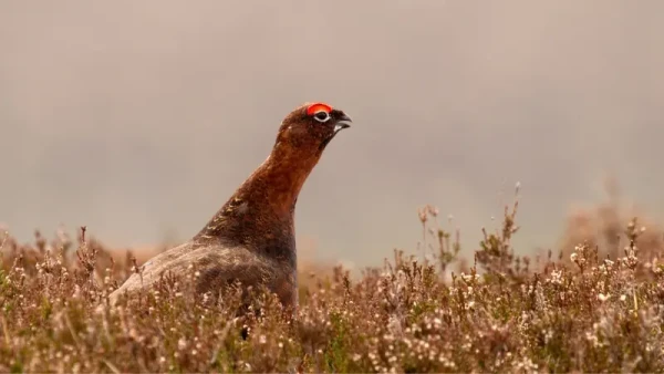 red grouse caccia in Scozia
