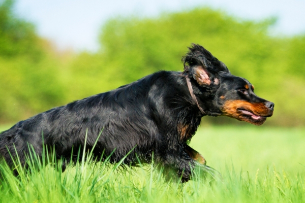 caccia in italia ai fagiani col setter gordon