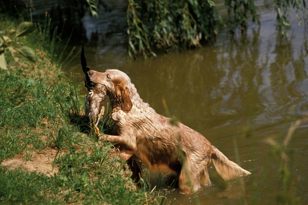 caccia alle anatre col setter inglese in inghilterra