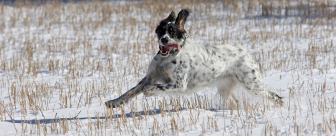 setter-inglese-caccia-neve-pernice-biancasetter-inglese-caccia-neve-pernice-bianca