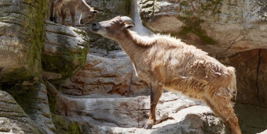 caccia al thar