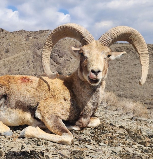 Esfahan-Muflon-montagne-iraniane