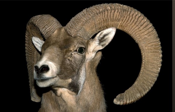 Ovis-orientalis-Gemelini-caccia-in-Iran