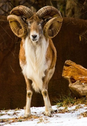 Pecora-Urial-Transcaspiana-caccia-in-Iran
