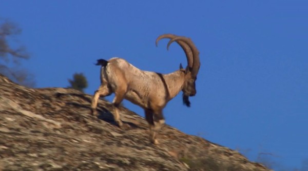 Persian-Ibex-caccia-allo-stambecco-iraniano